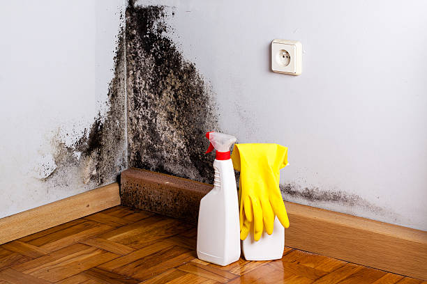 Certified Mold Removal in Whitehouse, TX